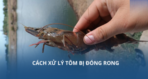 Cách xử lý tôm bị đóng rong